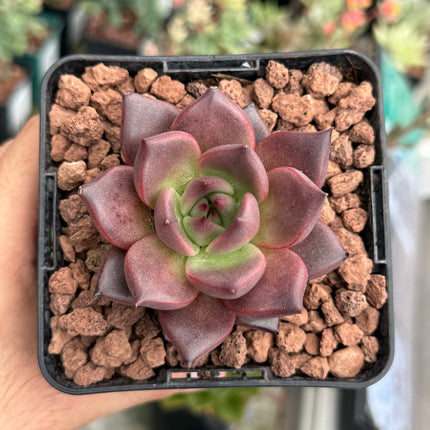 Echeveria agavoides ‘Pink Robin’