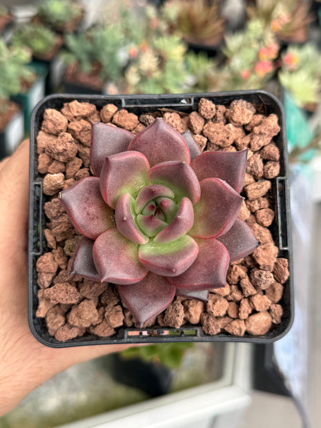 Echeveria agavoides ‘Pink Robin’
