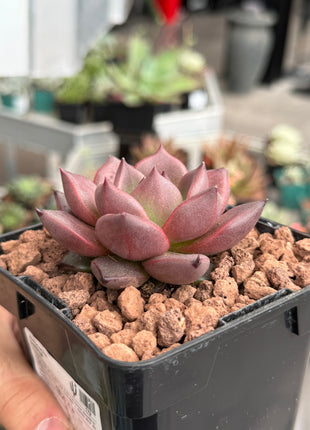 Echeveria agavoides ‘Pink Robin’