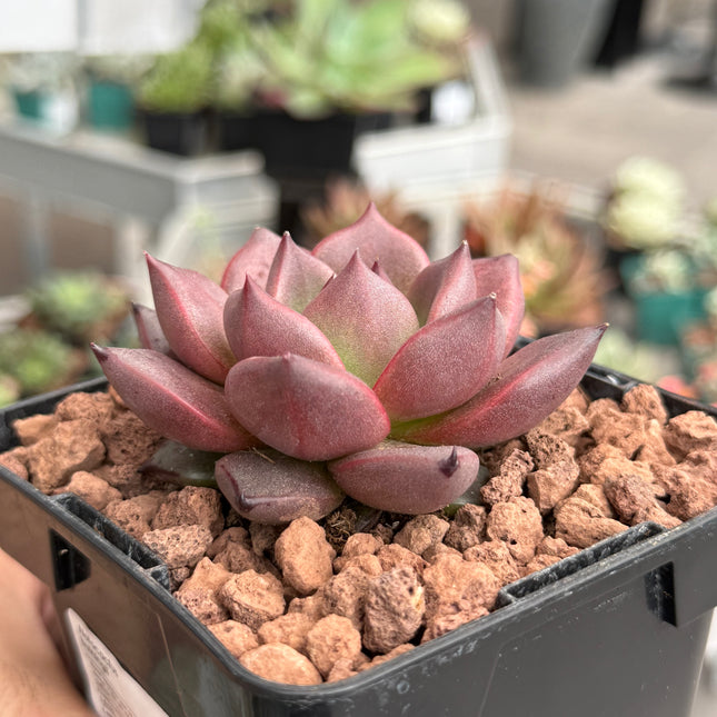 Echeveria agavoides ‘Pink Robin’