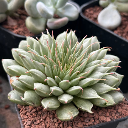 Graptopetalum filiferum