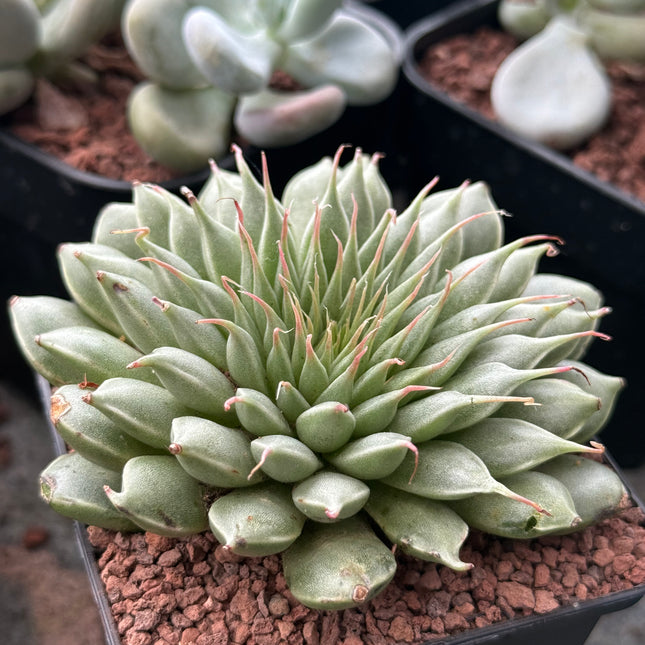 Graptopetalum filiferum