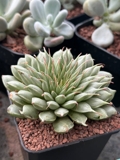 Graptopetalum filiferum