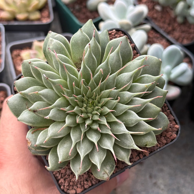 Graptopetalum filiferum