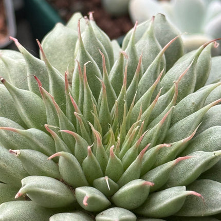 Graptopetalum filiferum