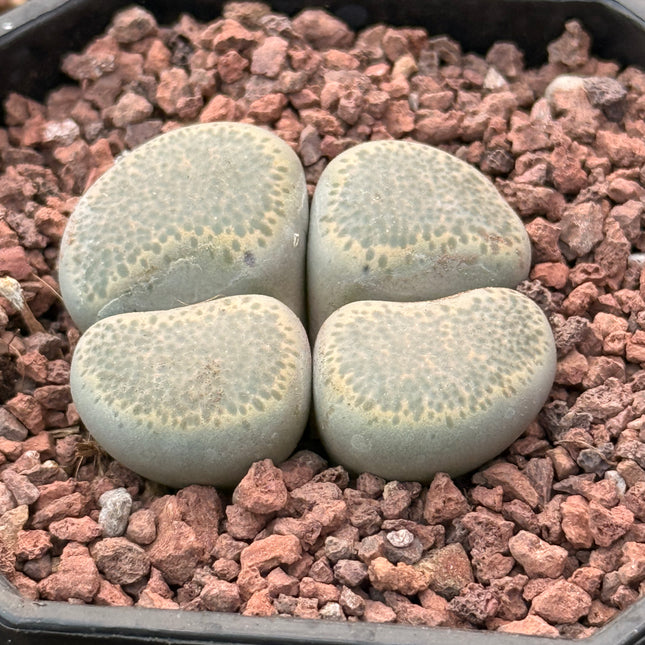 Lithops terricolor c253