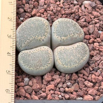 Lithops terricolor c253