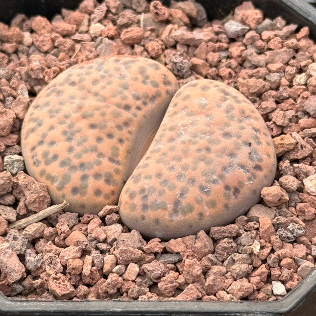 Lithops terricolor c254