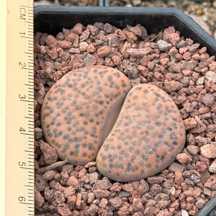 Lithops terricolor c254