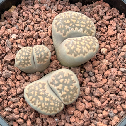 Lithops salicola c321