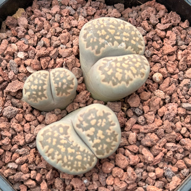 Lithops salicola c321