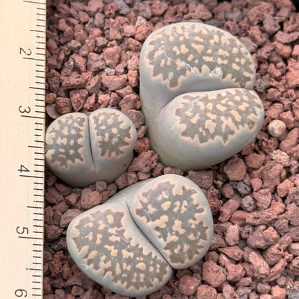 Lithops salicola c321