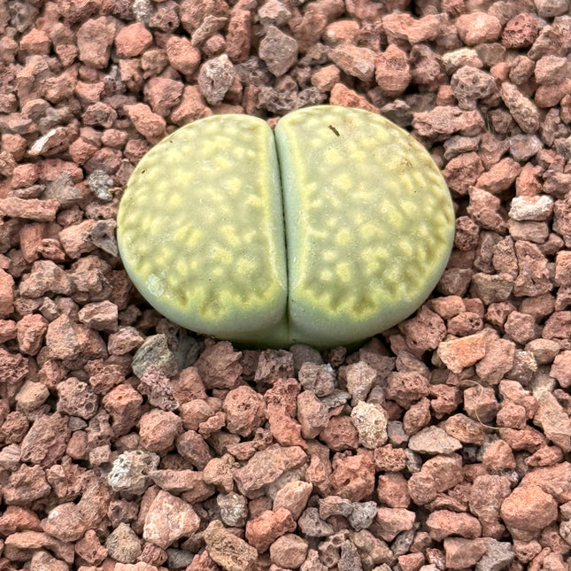 Lithops salicola f. maculada c086