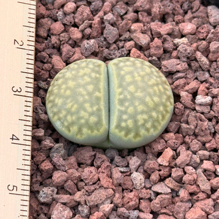 Lithops salicola f. maculada c086
