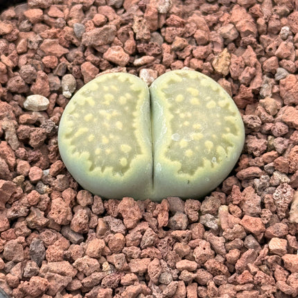 Lithops salicola c034