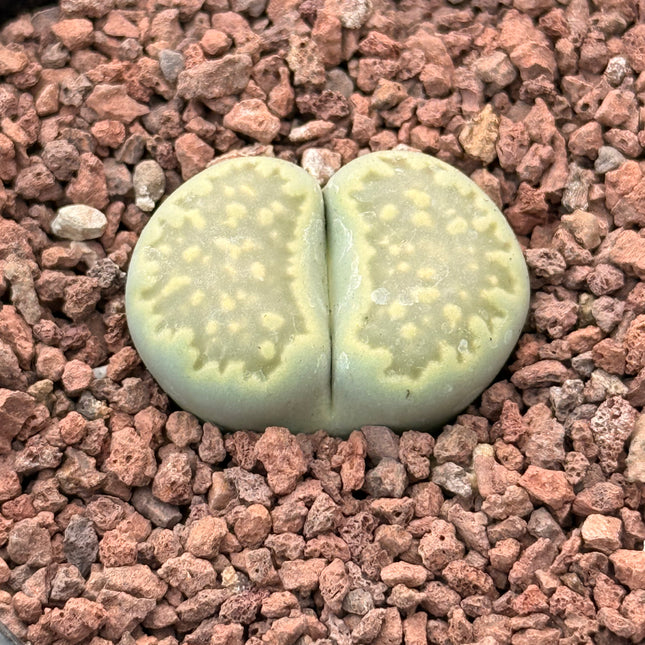 Lithops salicola c034