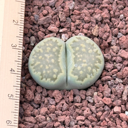 Lithops salicola c034