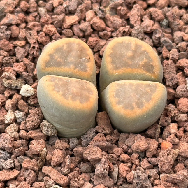 Lithops salicola c049