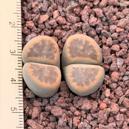 Lithops salicola c049