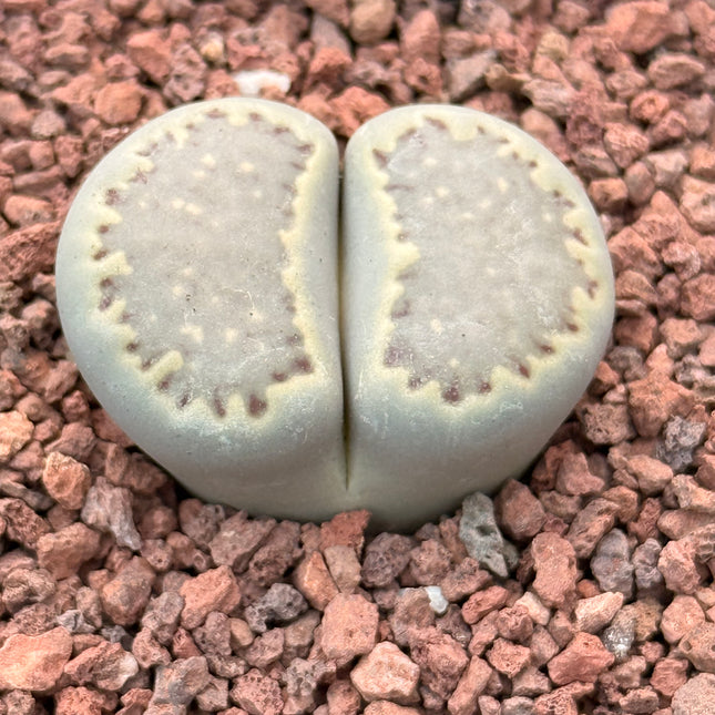 Lithops salicola c351