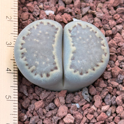 Lithops salicola c351