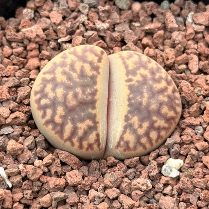 Lithops pseudotruncatella c068