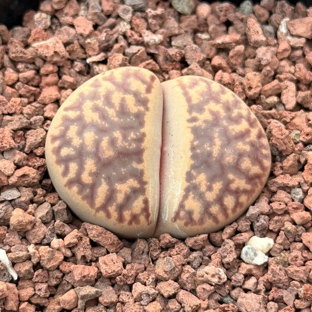 Lithops pseudotruncatella c068