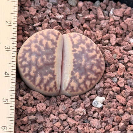 Lithops pseudotruncatella c068