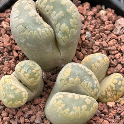 Lithops otzeniana c350