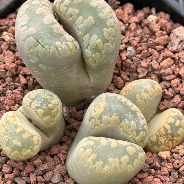 Lithops otzeniana c350
