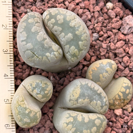 Lithops otzeniana c350