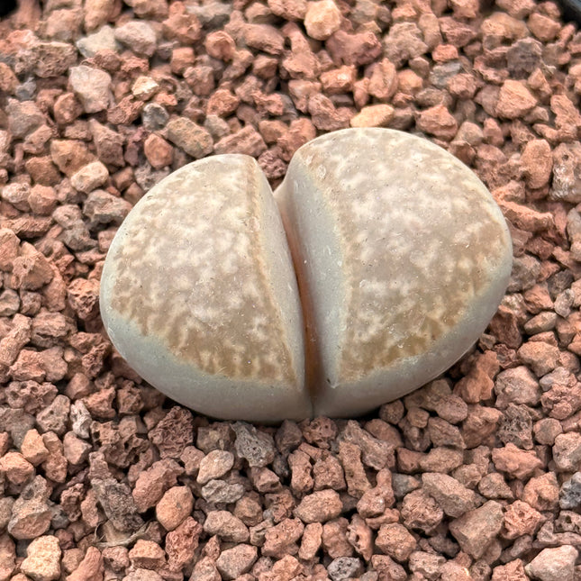 Lithops marmorata var. marmorata c365