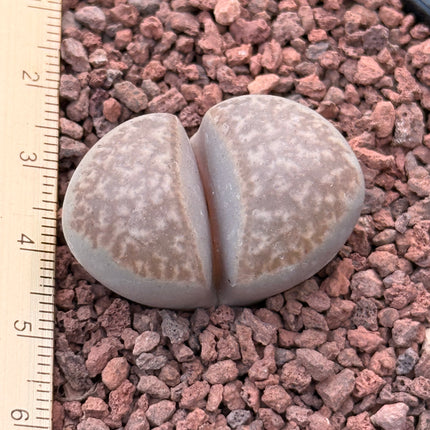 Lithops marmorata var. marmorata c365