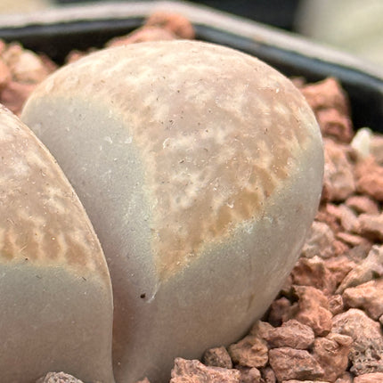 Lithops marmorata var. marmorata c365