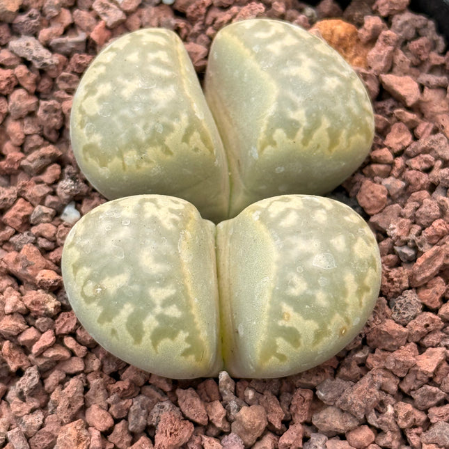 Lithops marmorata var. marmorata c260