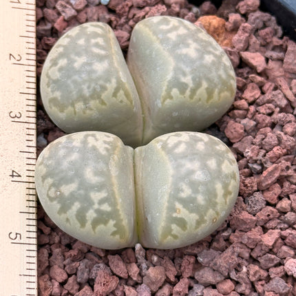 Lithops marmorata var. marmorata c260