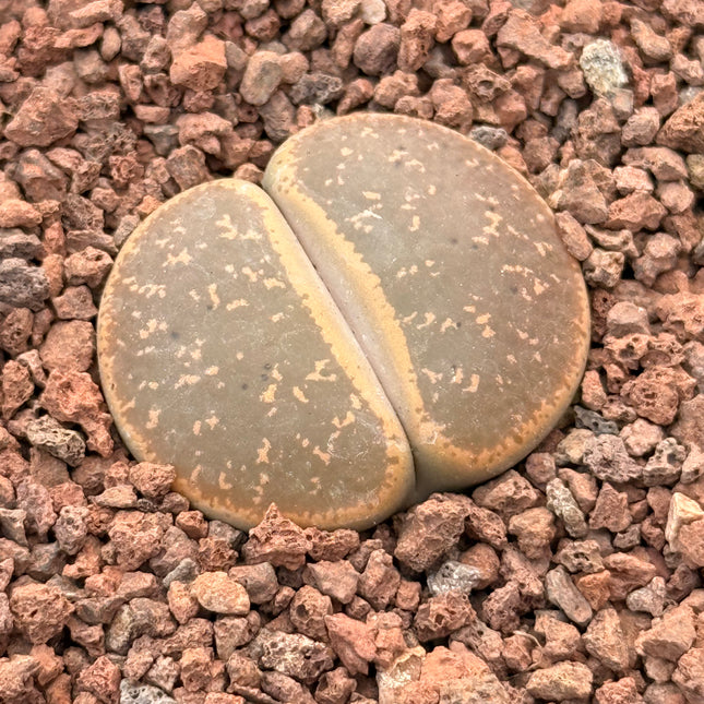 Lithops lesliei v. rubrobrunea c017