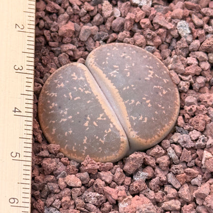 Lithops lesliei v. rubrobrunea c017