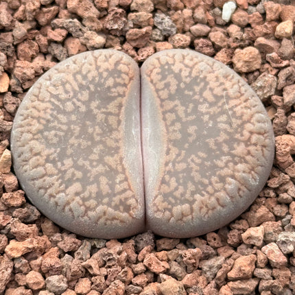 Lithops lesliei c027
