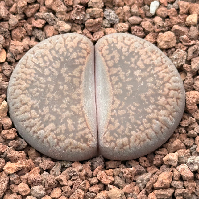 Lithops lesliei c027