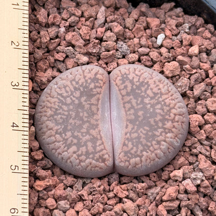Lithops lesliei c027