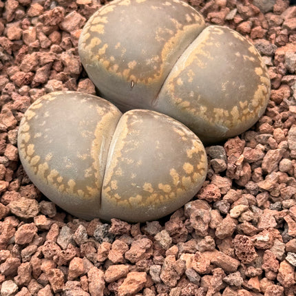 Lithops lesliei ‘Big Window’