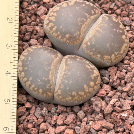 Lithops lesliei ‘Big Window’