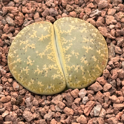 Lithops lesliei subsp. lesliei var. Warrenton Form c005