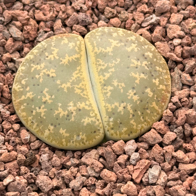 Lithops lesliei subsp. lesliei var. Warrenton Form c005