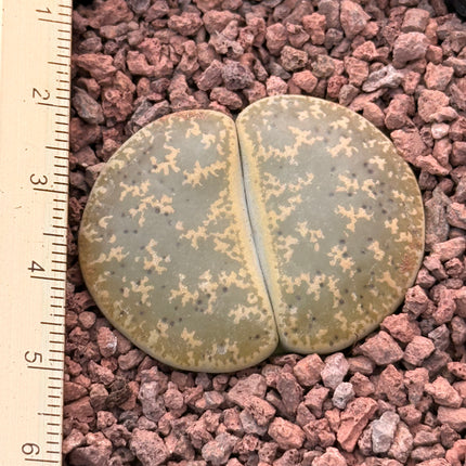 Lithops lesliei subsp. lesliei var. Warrenton Form c005