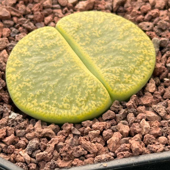 Lithops lesliei ‘Albinica’ c036A
