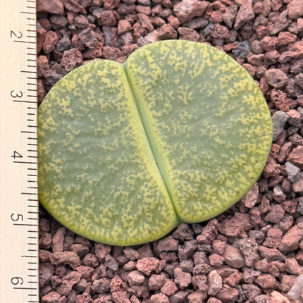 Lithops lesliei ‘Albinica’ c036A