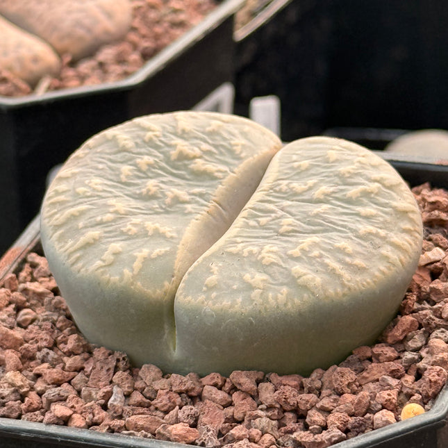 Lithops lesliei subsp. lesliei var. lesliei c023