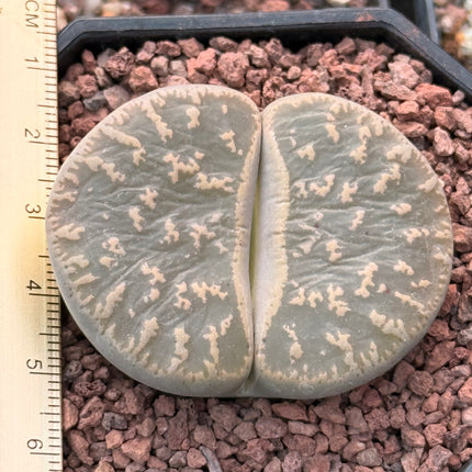 Lithops lesliei subsp. lesliei var. lesliei c023